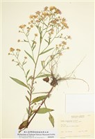 藏品(林氏紫菀)的圖片